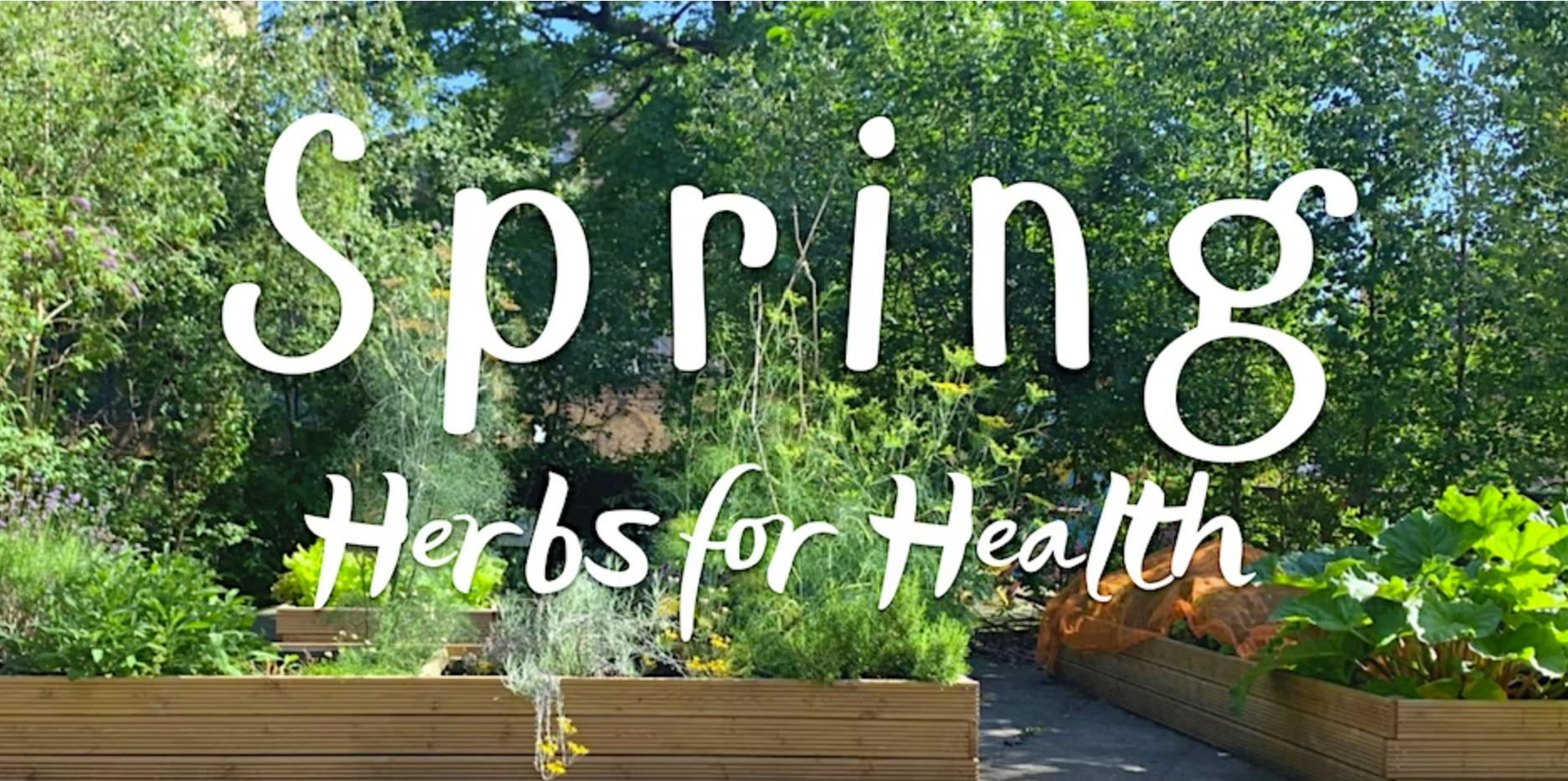 an image of a garden with growing beds with 'spring herbs for health' written over it